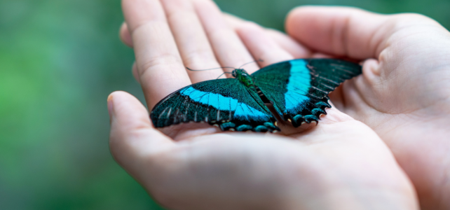 Lass dir an meiner Gnade genügen.